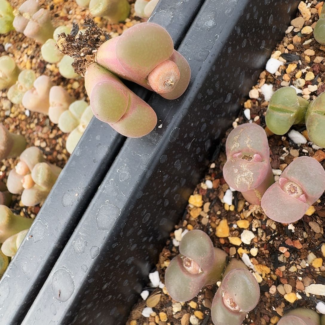 猫****多肉植物福利风铃58