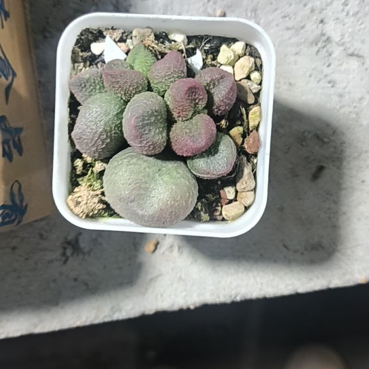 花花世界迷人眼的球球好看的