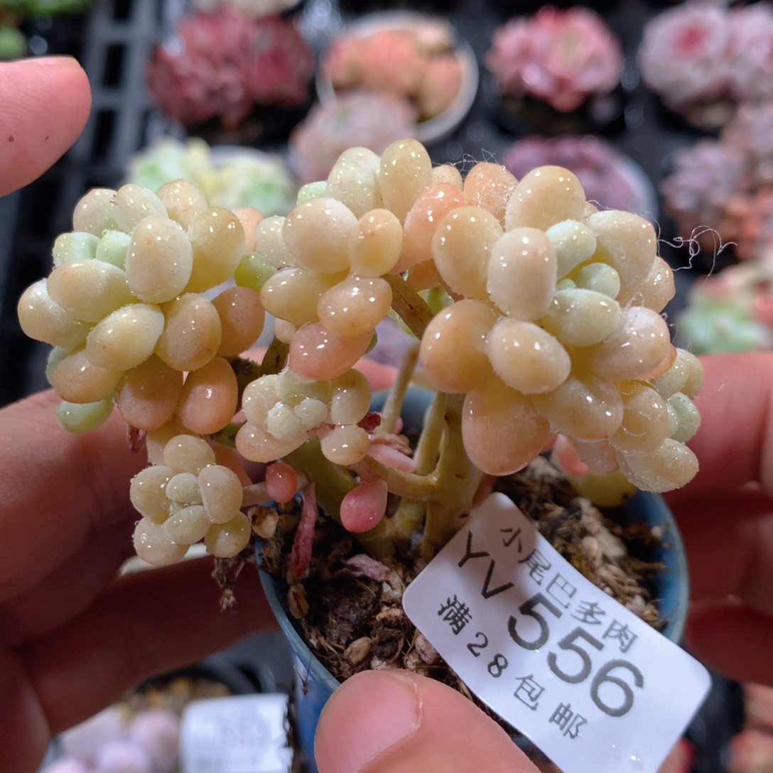 5CM拇指盆精控多肉YV556