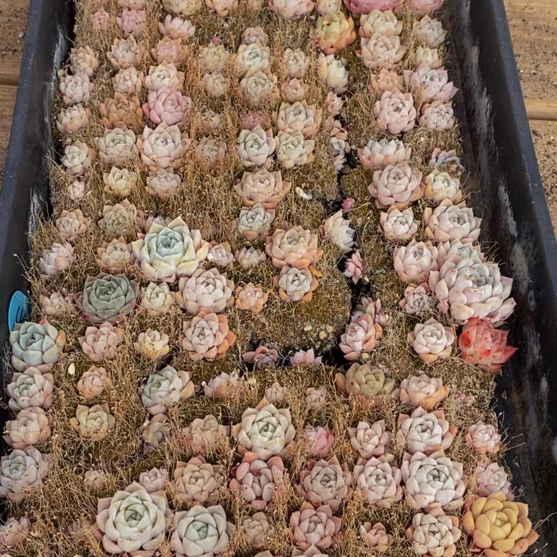 075多肉植物保护研究所所长