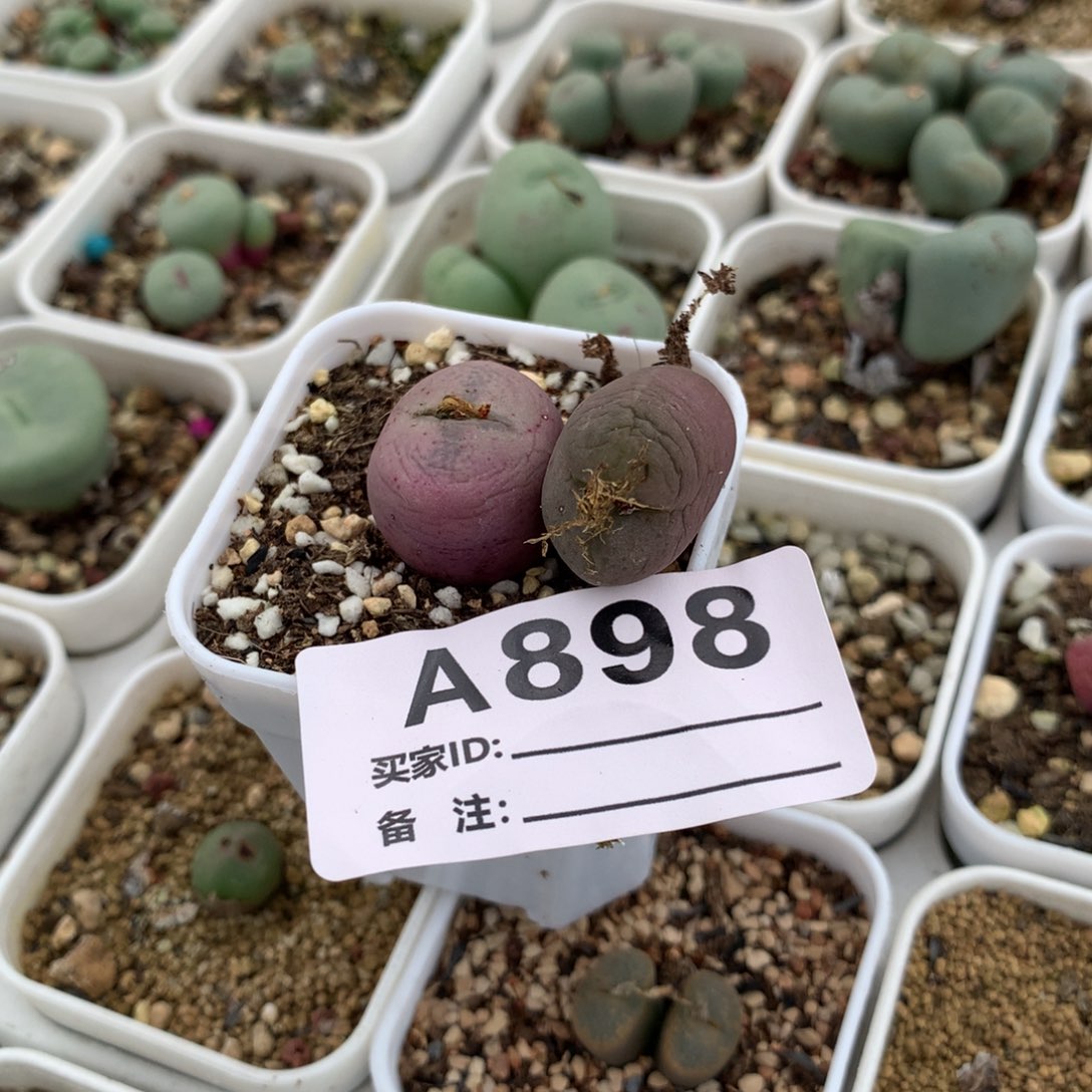 唐**鱼a898吕毛福利两颗