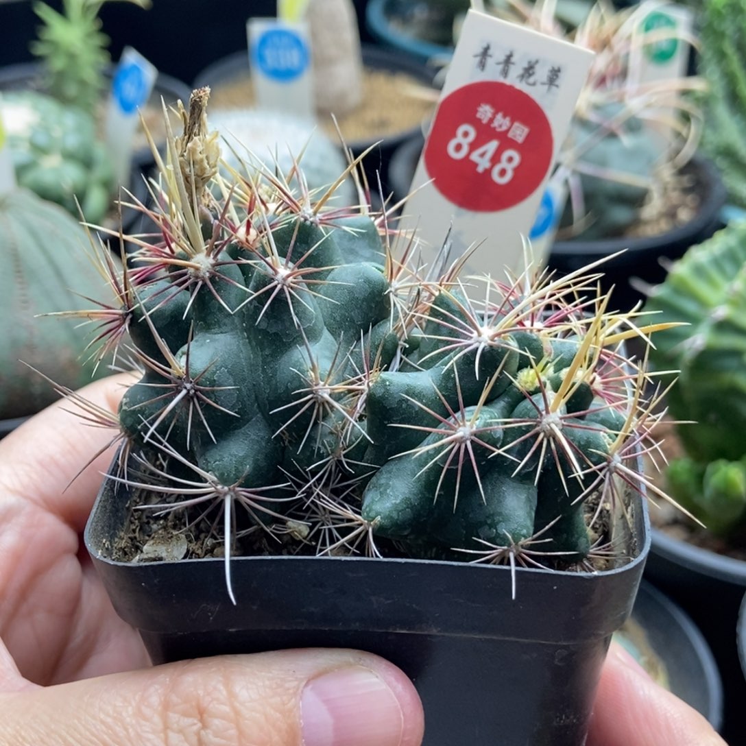 实生双头五彩大统领一颗