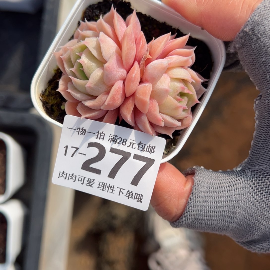 昂斯诺多肉多肉多肉