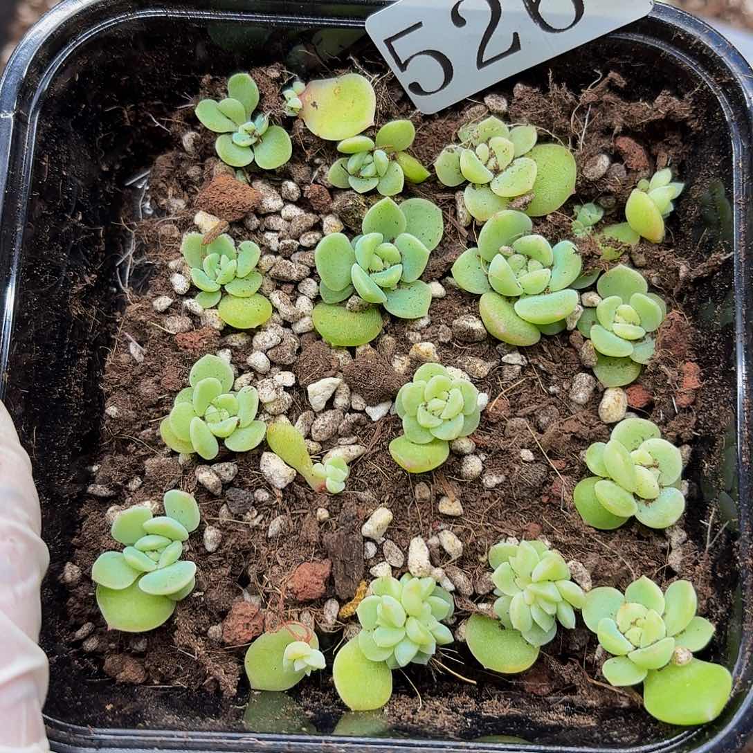 多肉植物多肉植物526