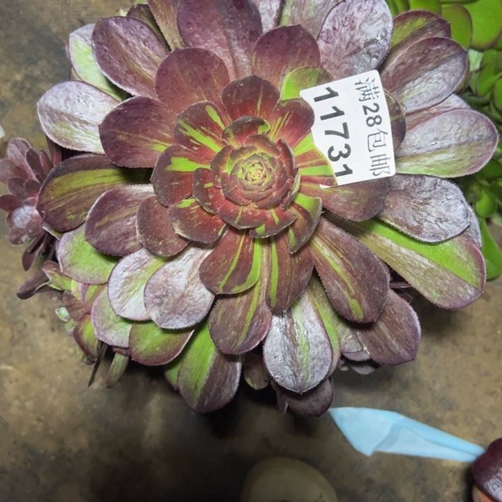 11731花月夜多肉植物