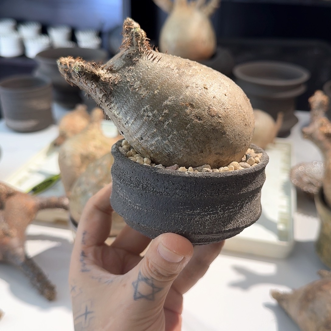 宫8cm带盆啊啊啊啊啊啊啊