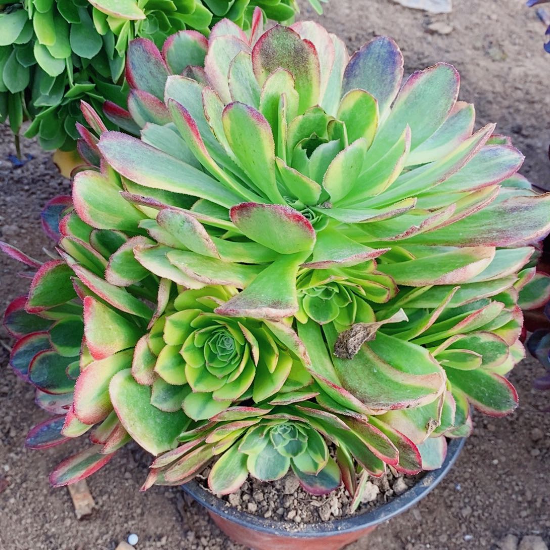 万圣节奶白锦福利