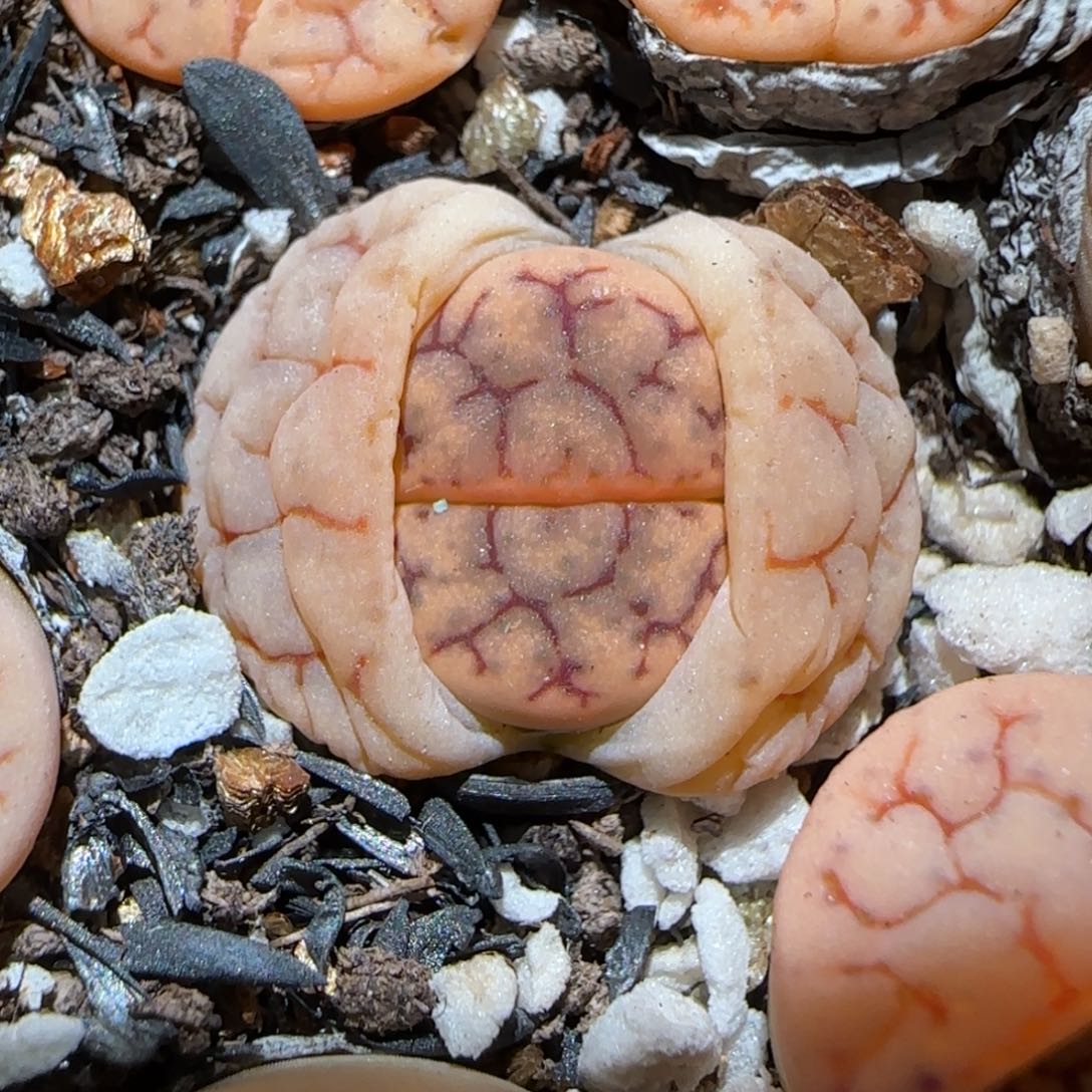 3.13，c383舞岚，9015