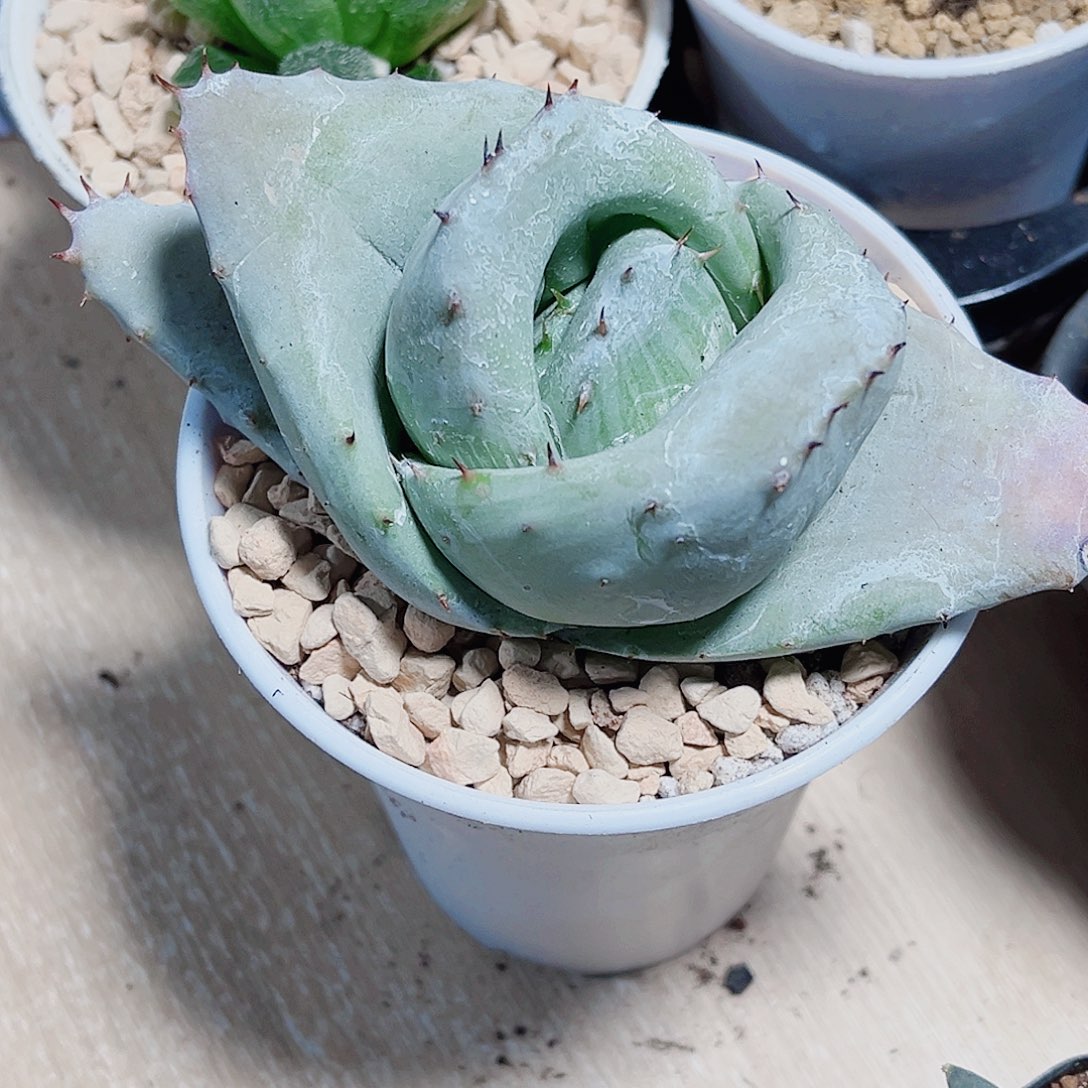 元宝芦荟新手好养