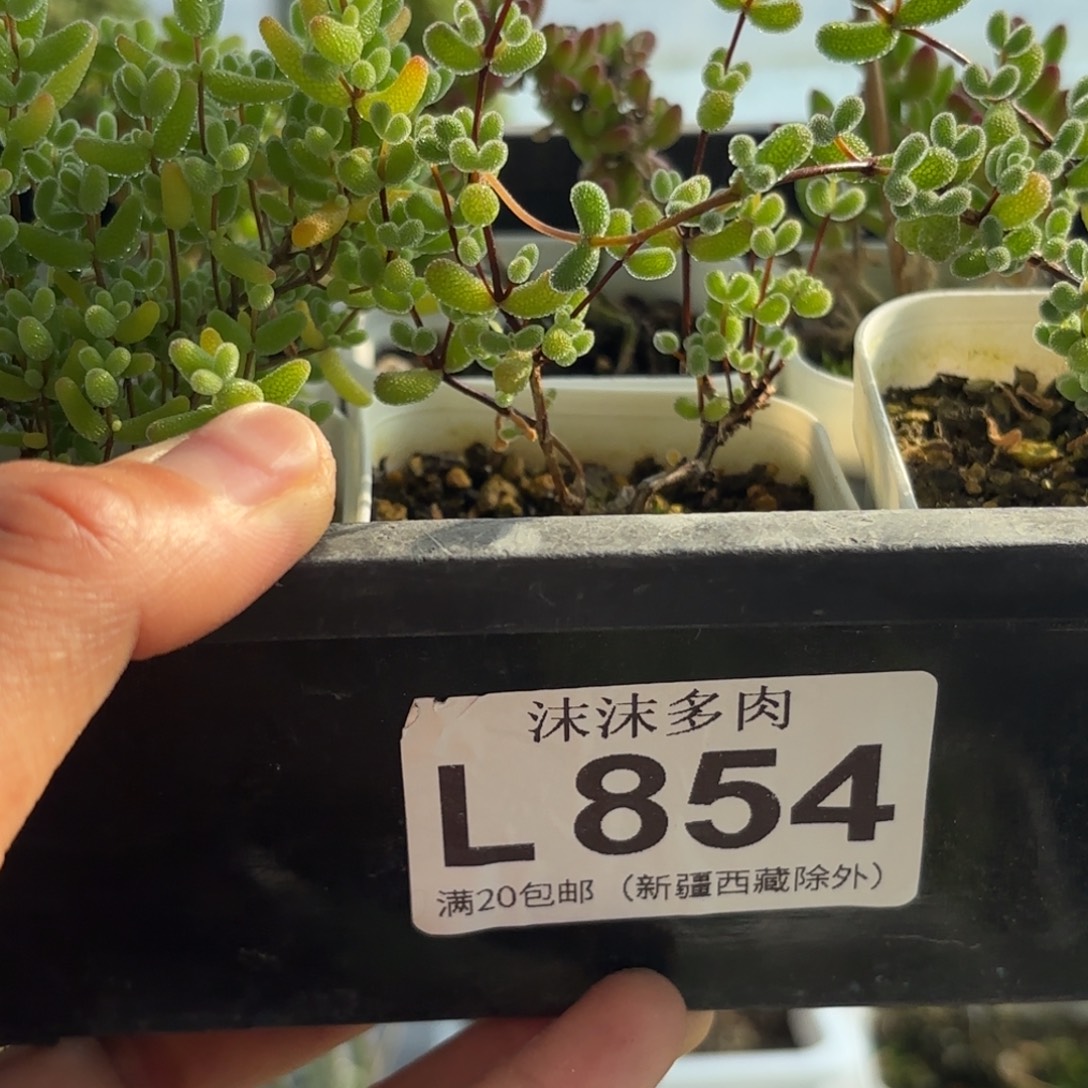 M***-854蜜橘糖啊组合福利