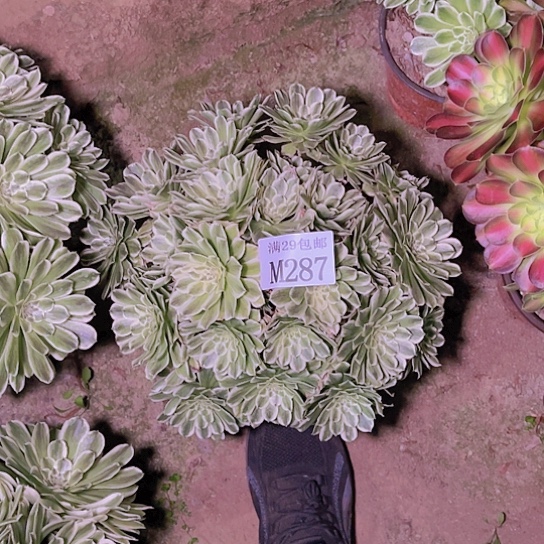 287碧浪多肉植物