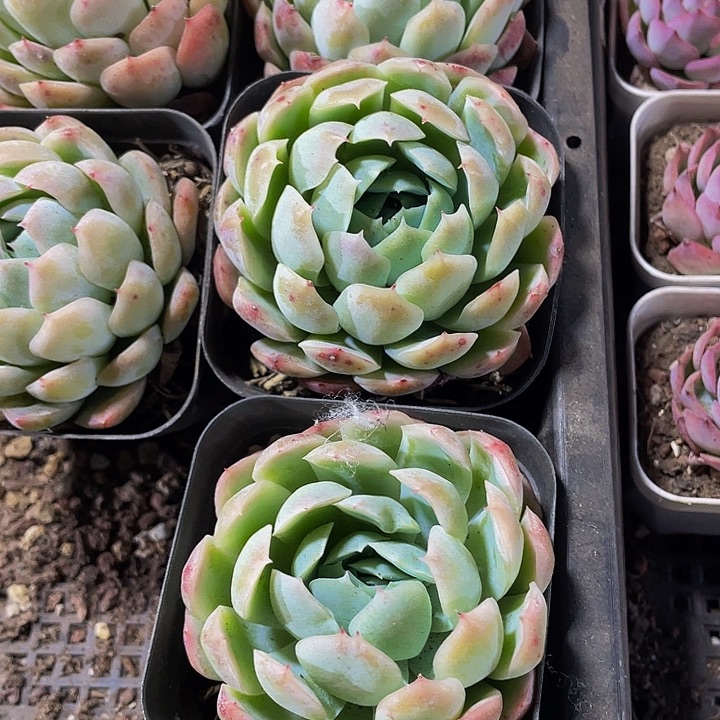 单头7方大贝瑞带盆