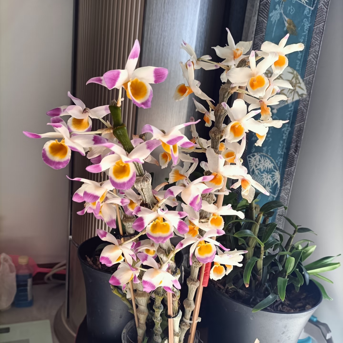 肿节石斛兰盆栽花卉绿植落叶开花品种/瀑布型/一花多色/基地直发