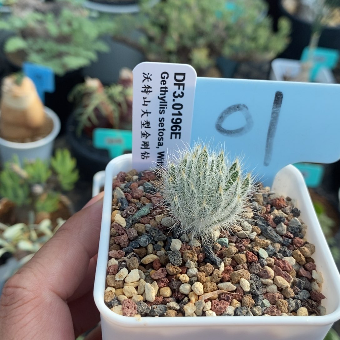 沃特山大型金刚钻