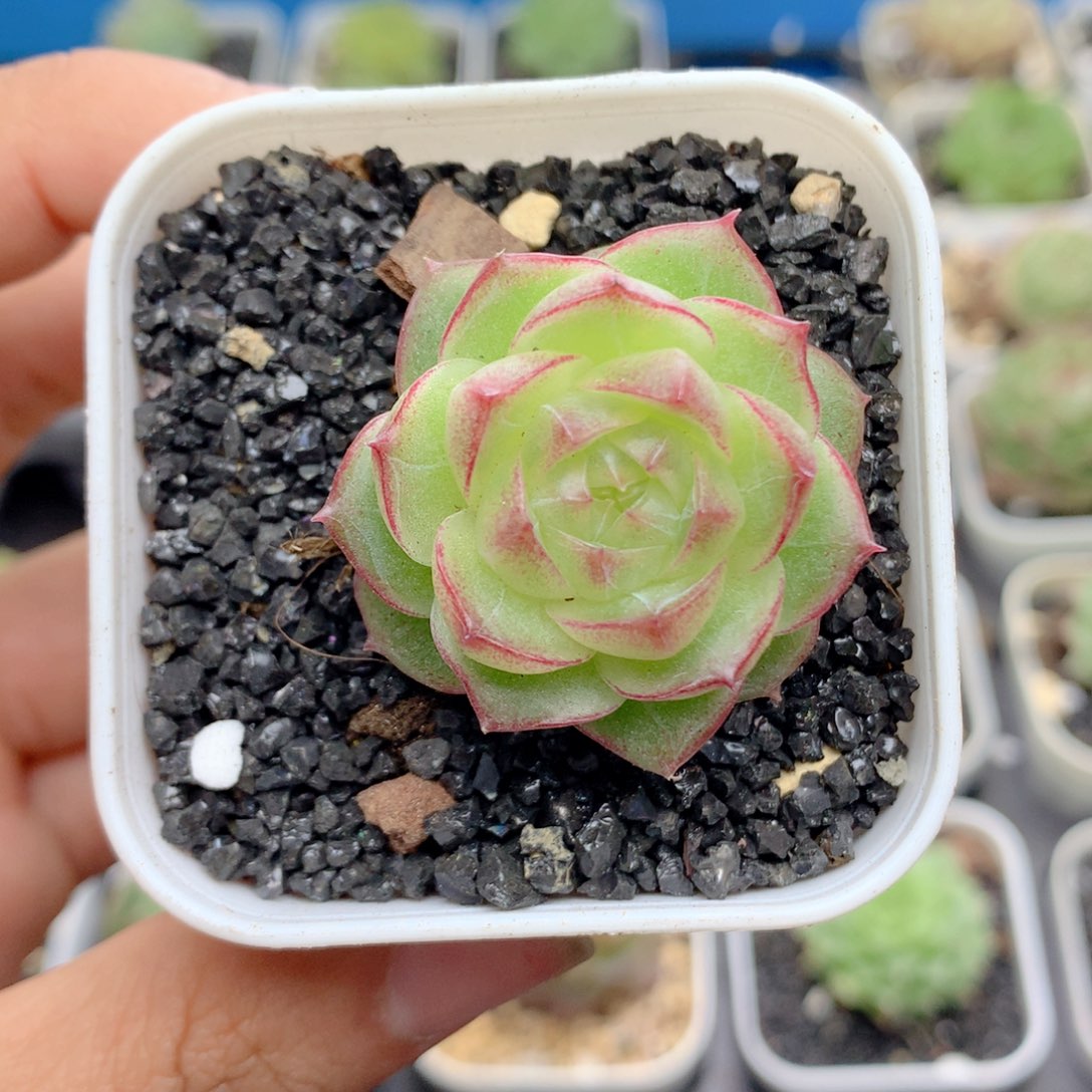 58包邮  群生不包整35