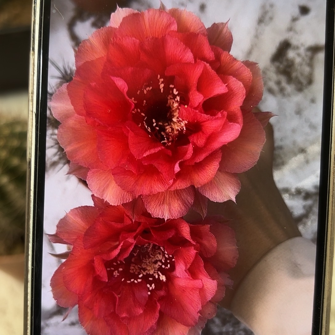 小***东彩草1-8号6-6.5公分左右