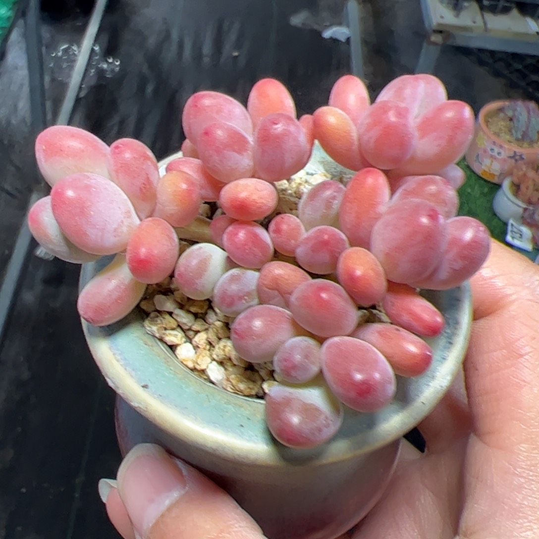 594 多肉植物组合盆栽