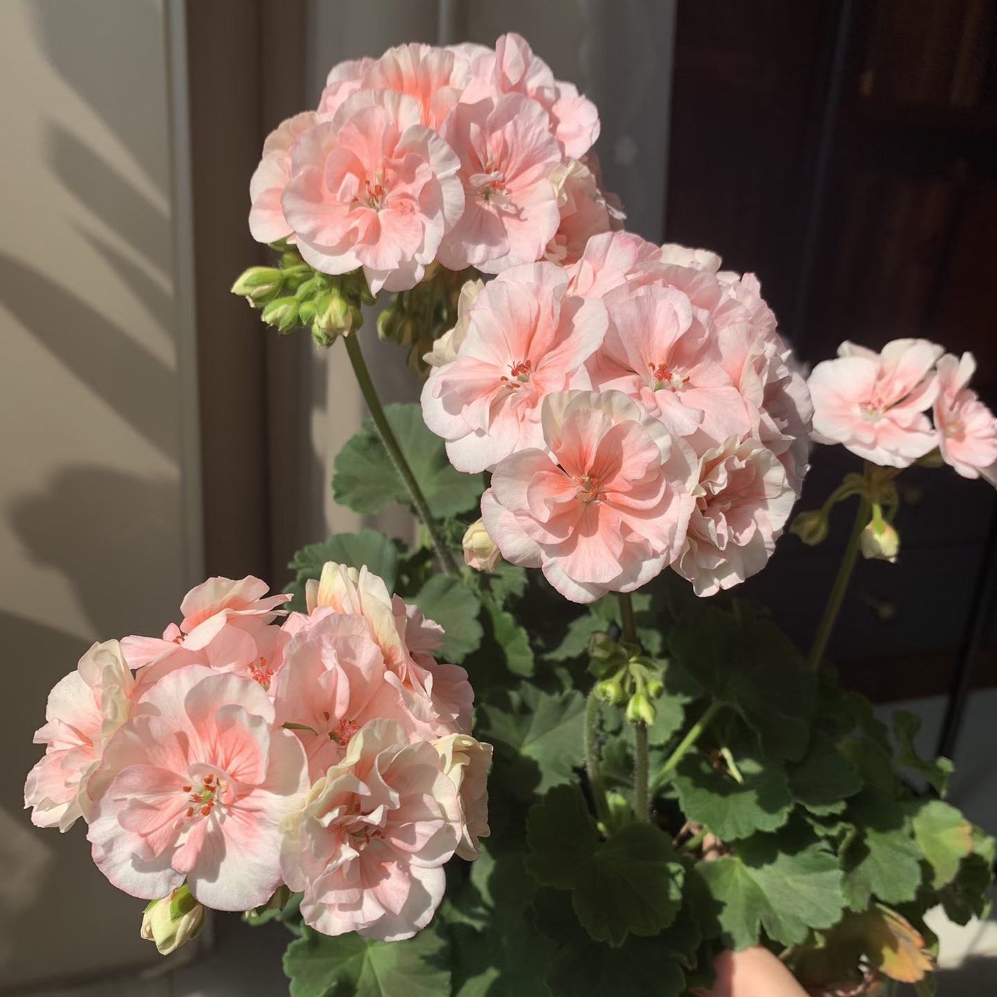 【国王】直立-天竺葵包邮