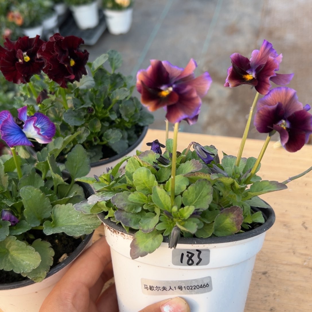 红陶抖音直播闪拍183