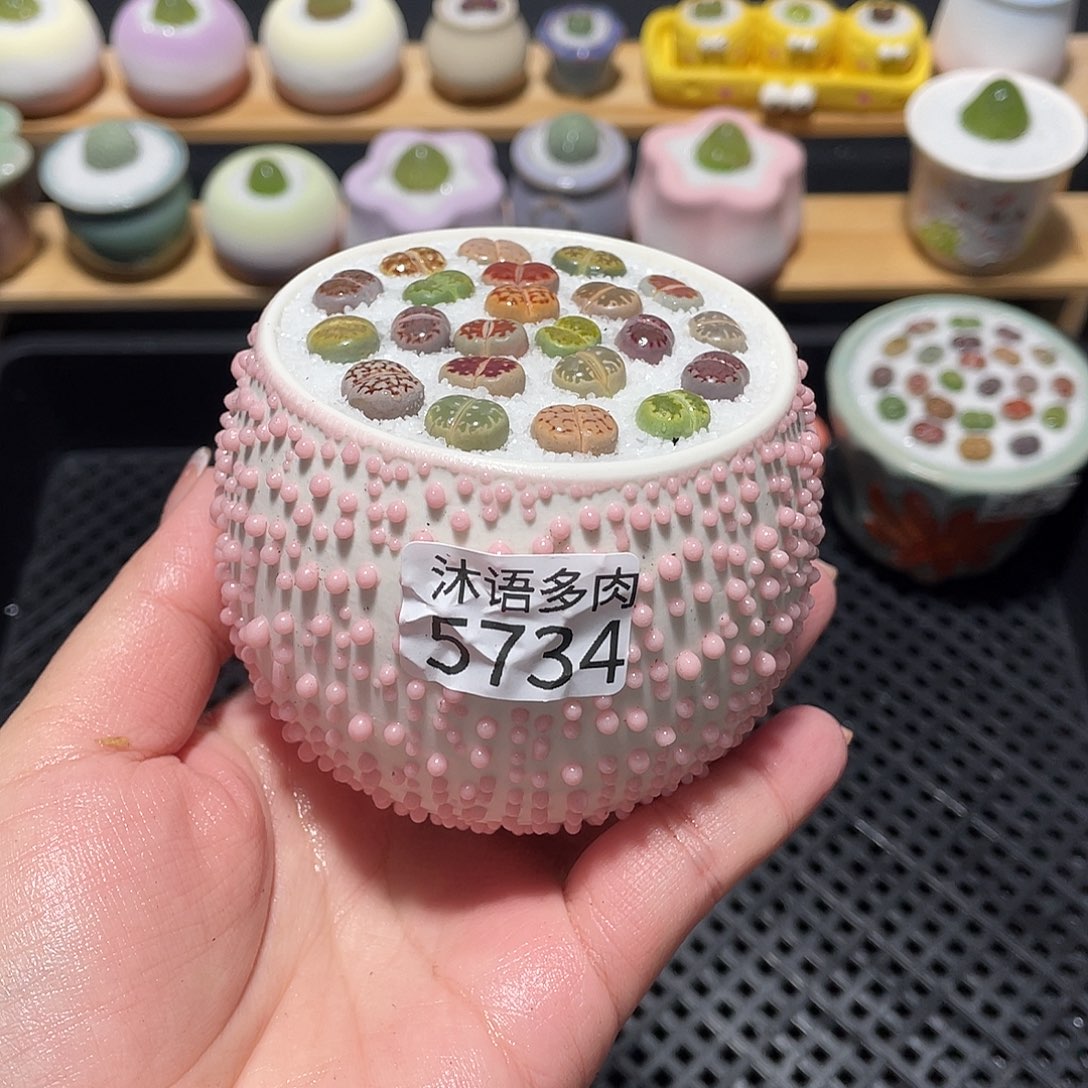 带盆土植物 一物一拍5734