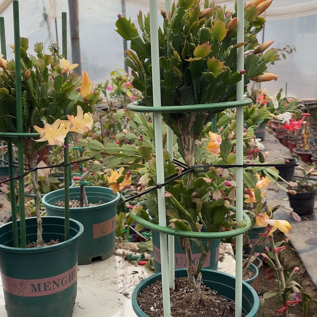 沉***叔无花朵沉稳大叔叶仙嫁接两层两色寄养