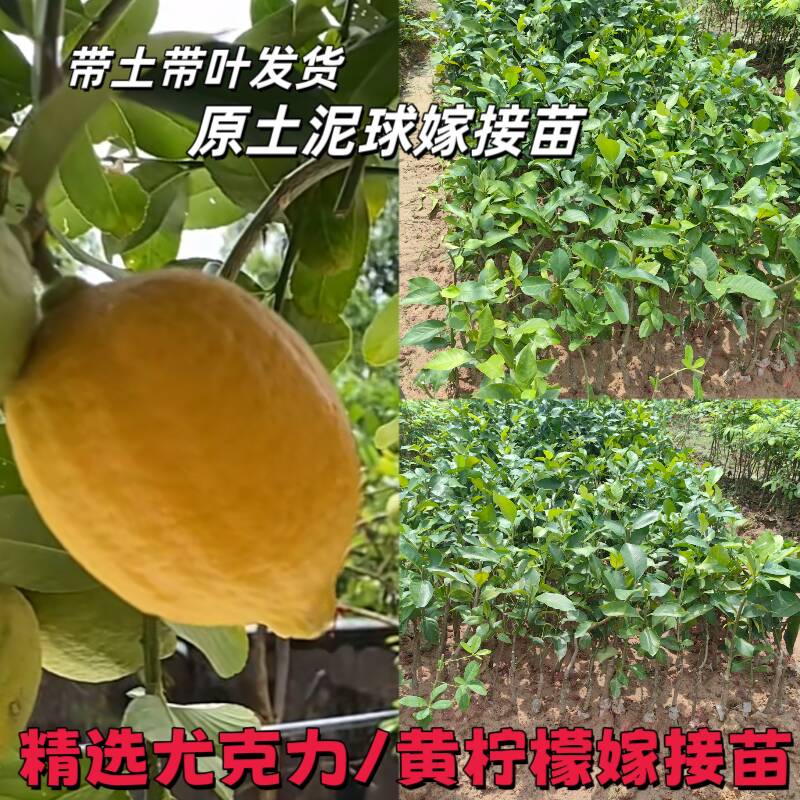 尤力克柠檬嫁接苗广东香水果树苗台湾香水土柠檬南方种植大果四季