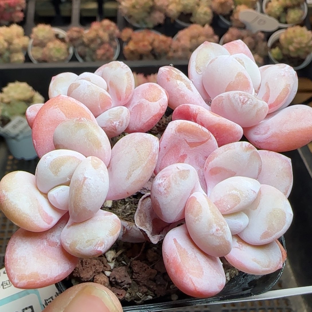 花语逸镜0310-380