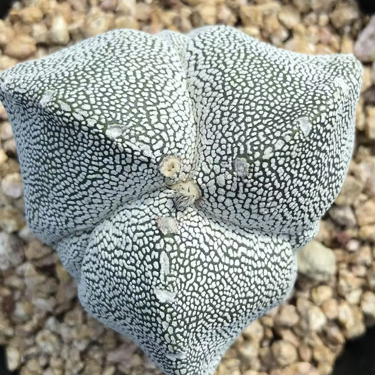 仙人球实生三角腹棱恩冢星球属球体冠径6.4厘米多肉植物防辐射