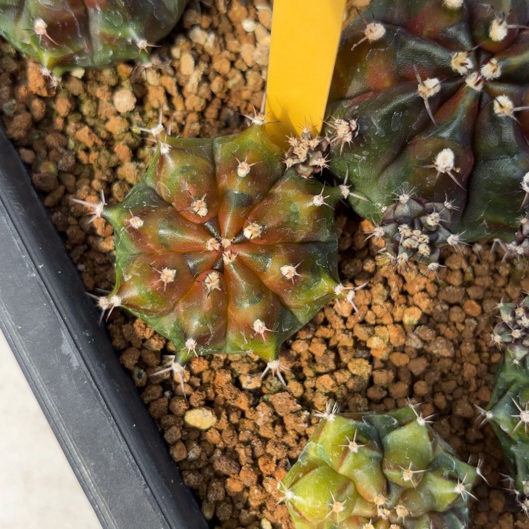 L590-1226泰国发货 