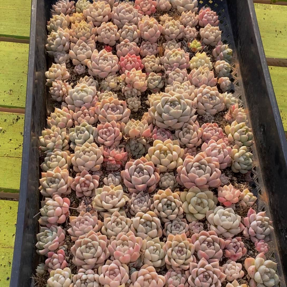 444多肉植物保护研究所所长的