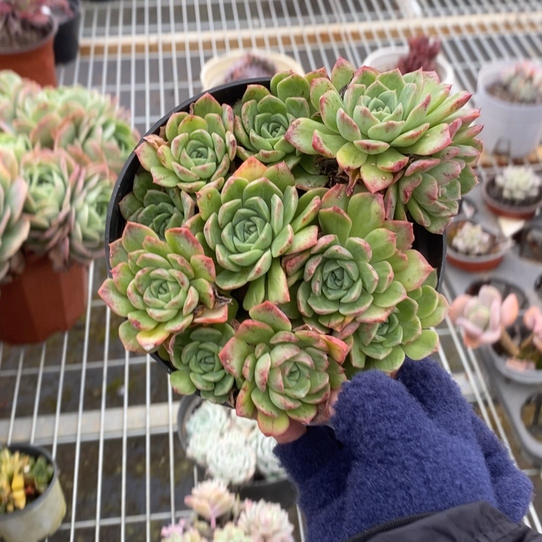 5045不知名一物一拍