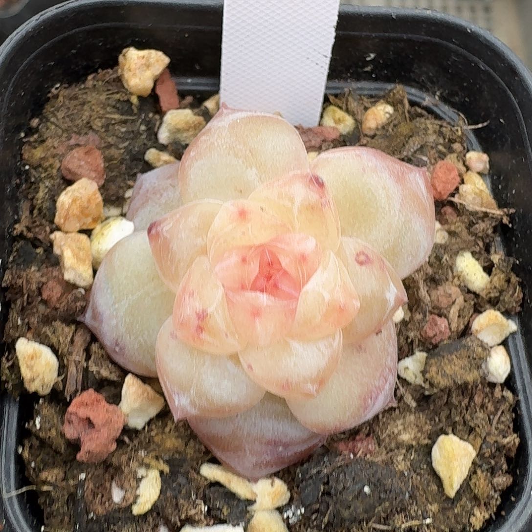 983号单头水果派多肉