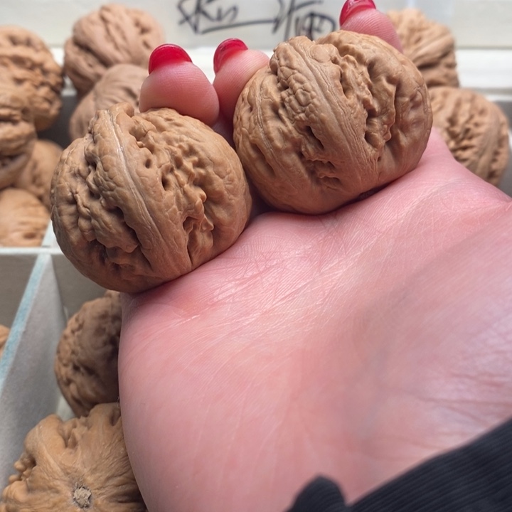 隔***肉霸王龙全品无修一刀没动