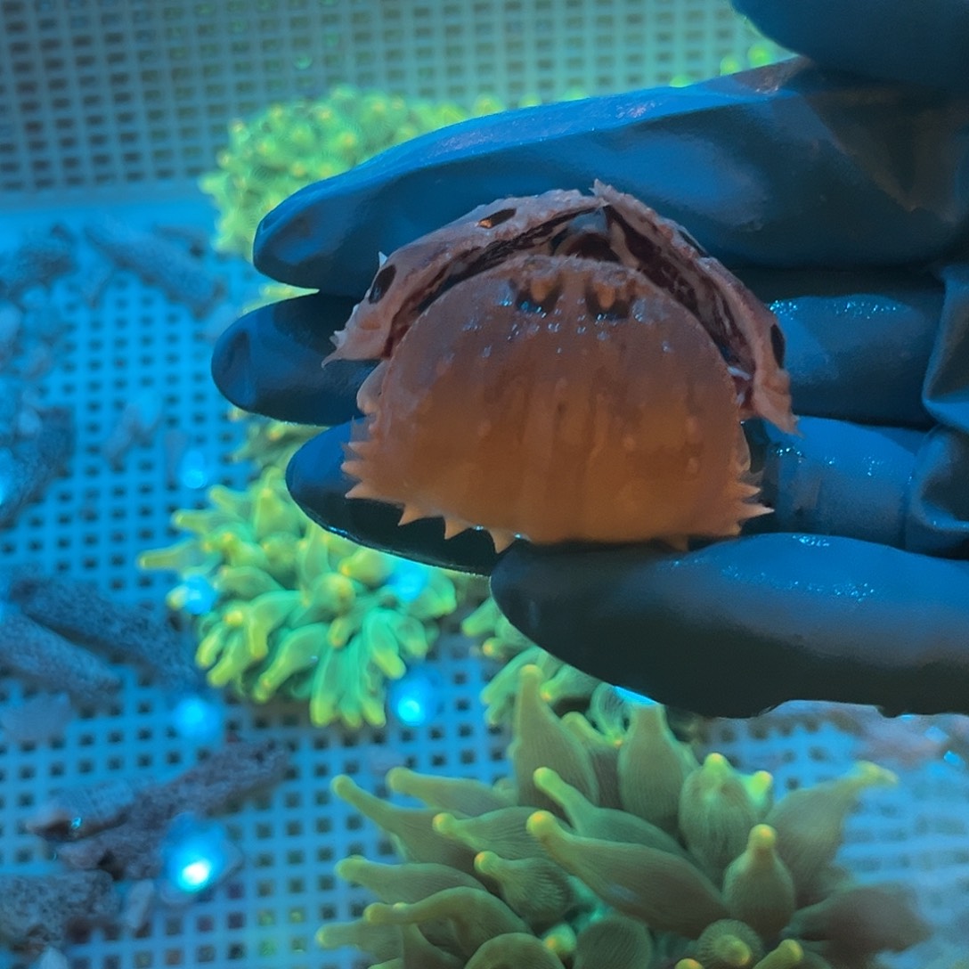 ****、纽扣珊瑚面包蟹11111