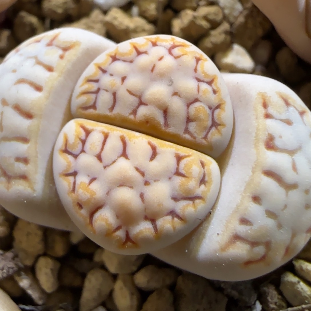 3.28。 215饼干。5031