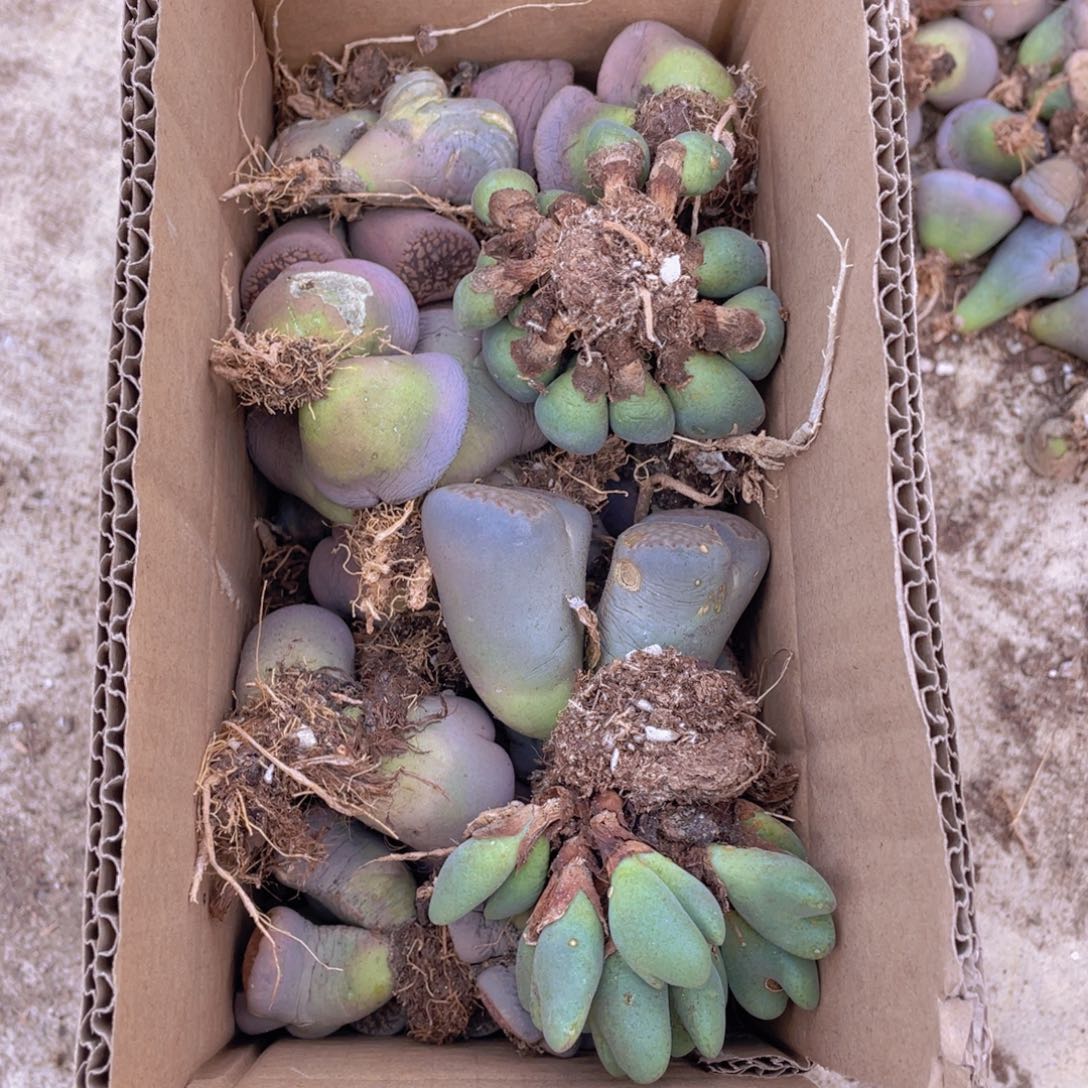 一箱母本88888888888888