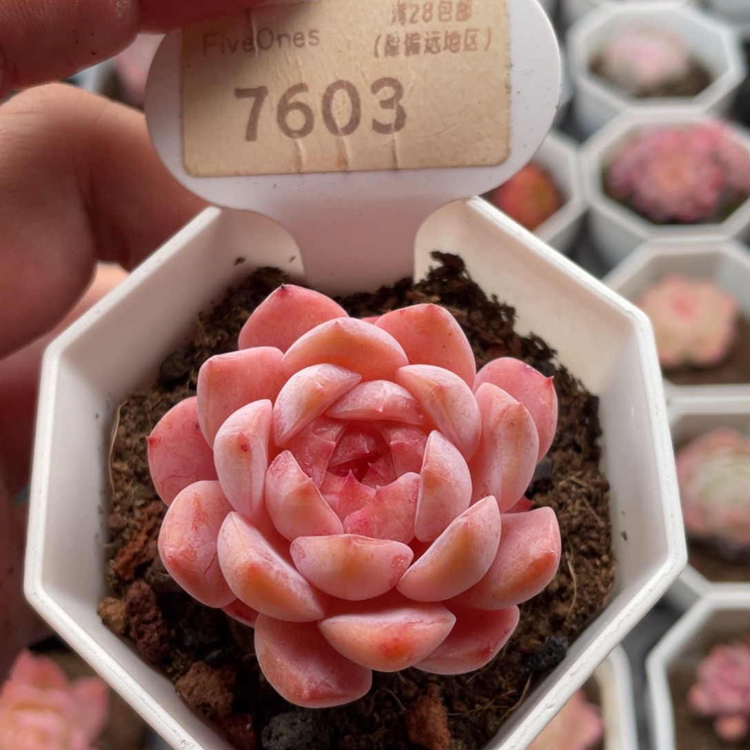 粉魄7603-4.5厘米