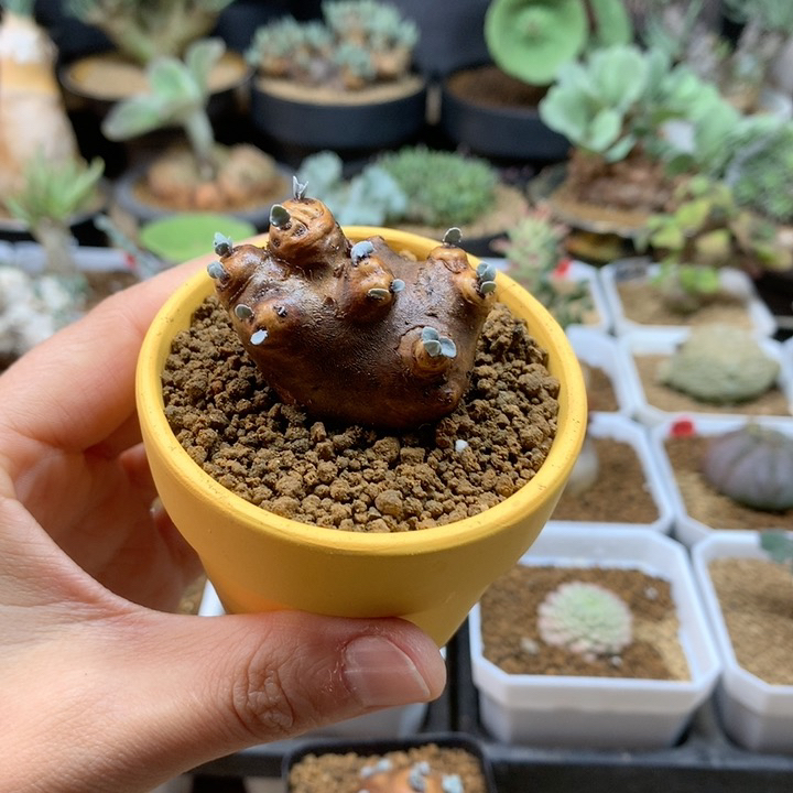 产地格加厚敦菊带盆