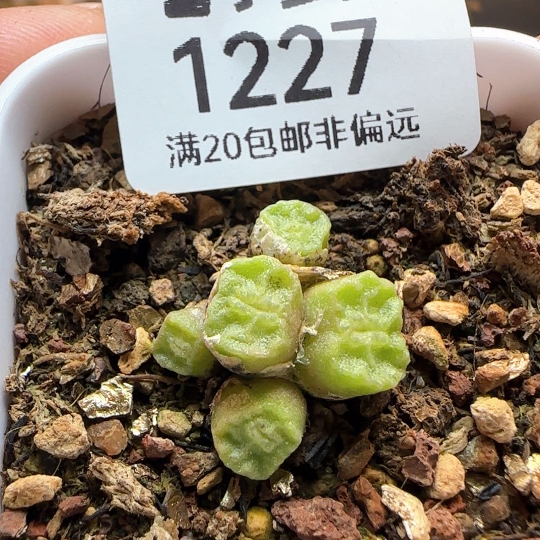 方烧1410.657带盆土。        