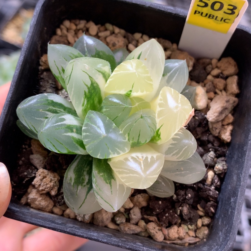 【闪购商品】503水晶杂冰川