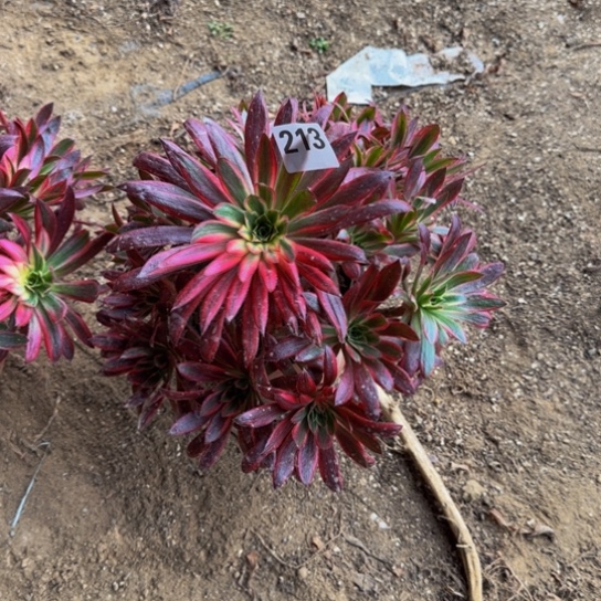 倒***海孔雀锦3号棚213多肉植物