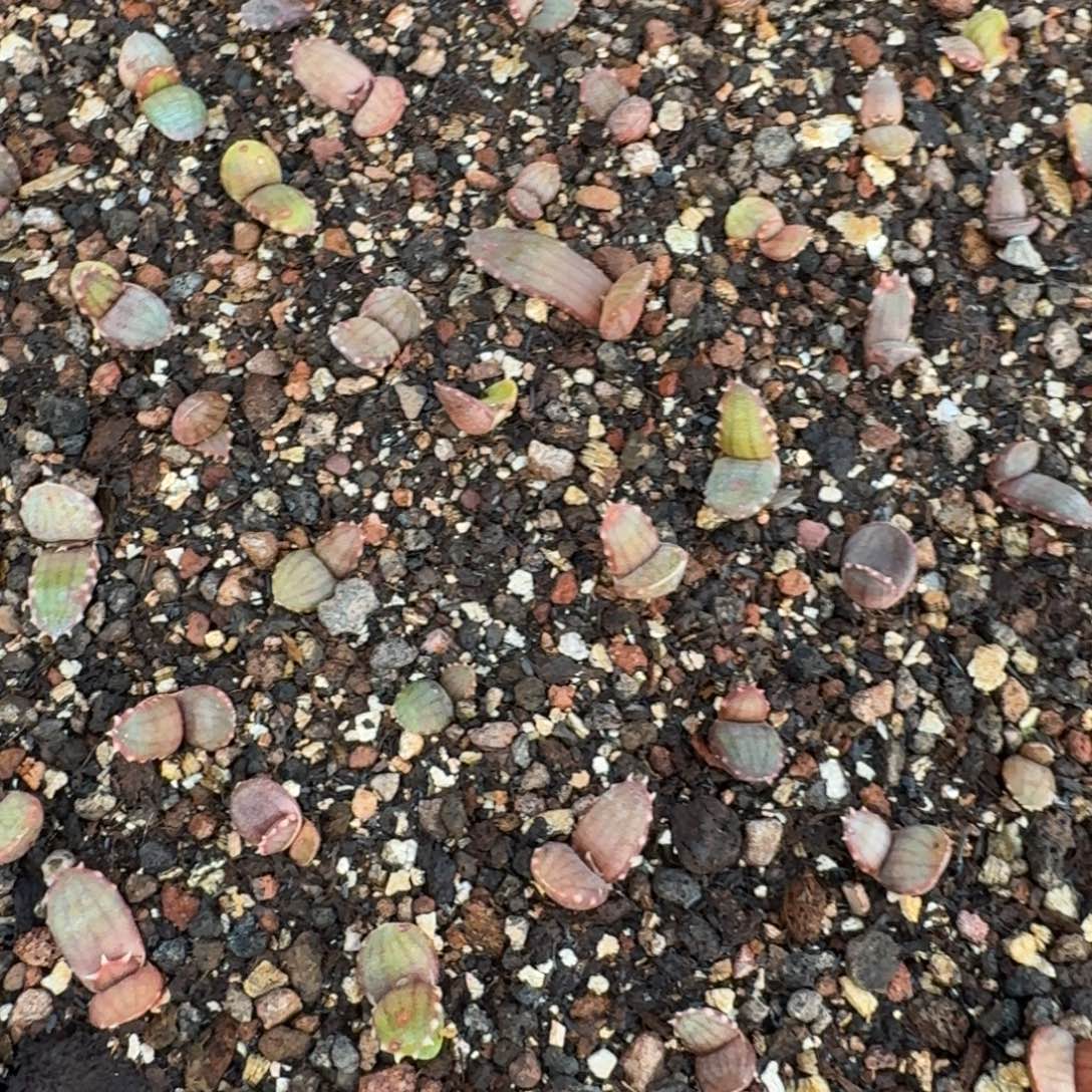 皮尔森芦荟量拍一个