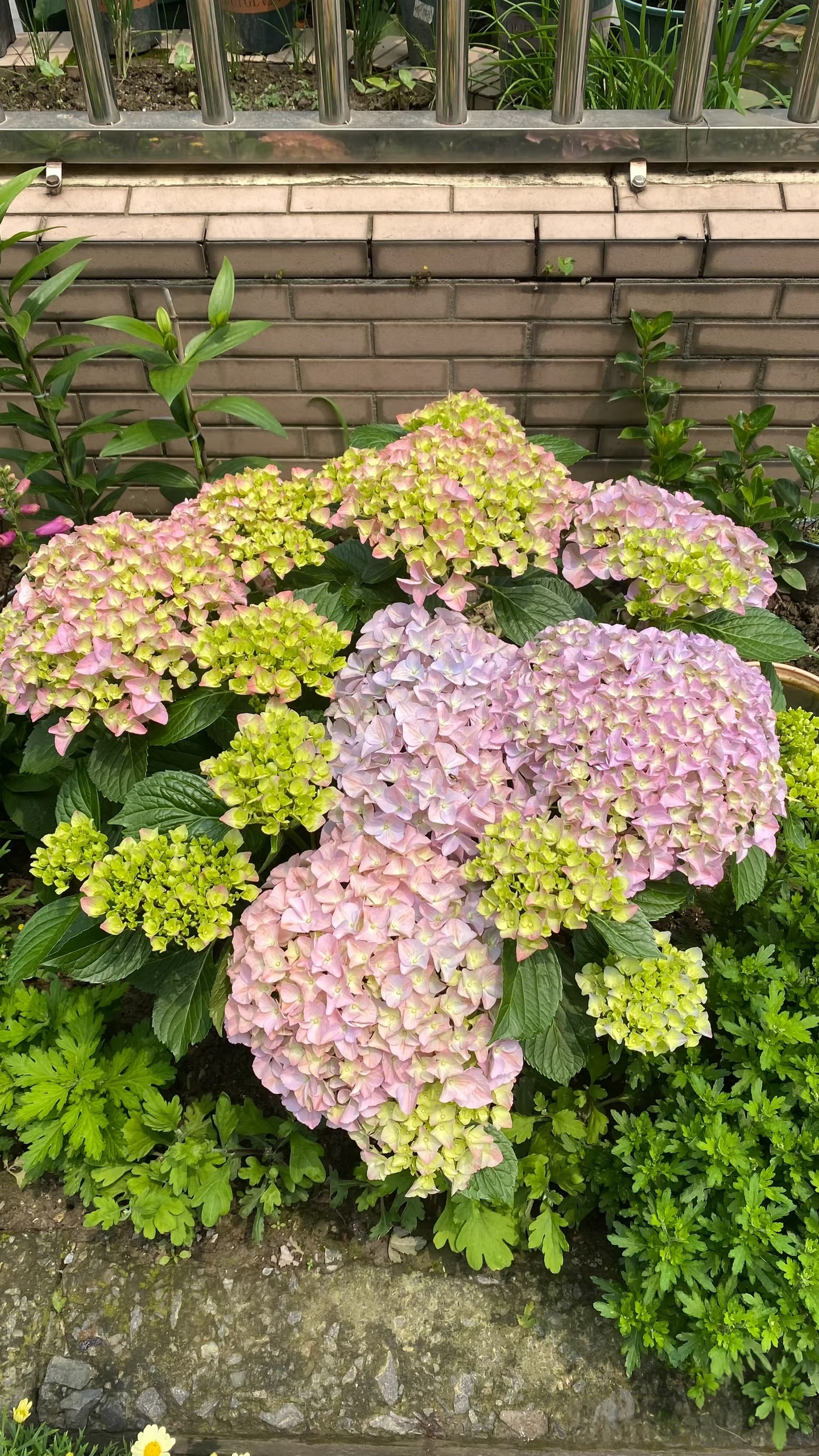 【大海兰】大海兰绣球新老枝开花单瓣老桩绣球易调色可地栽多年开花