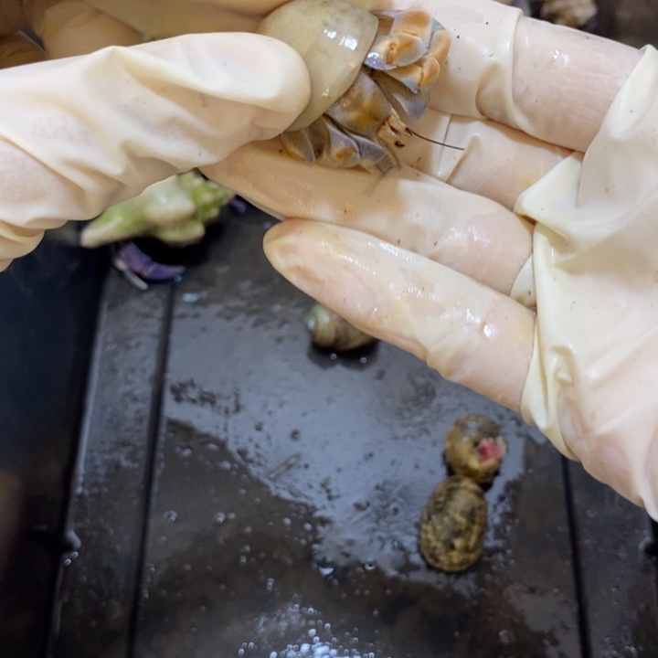 售出不退不换紫陆小