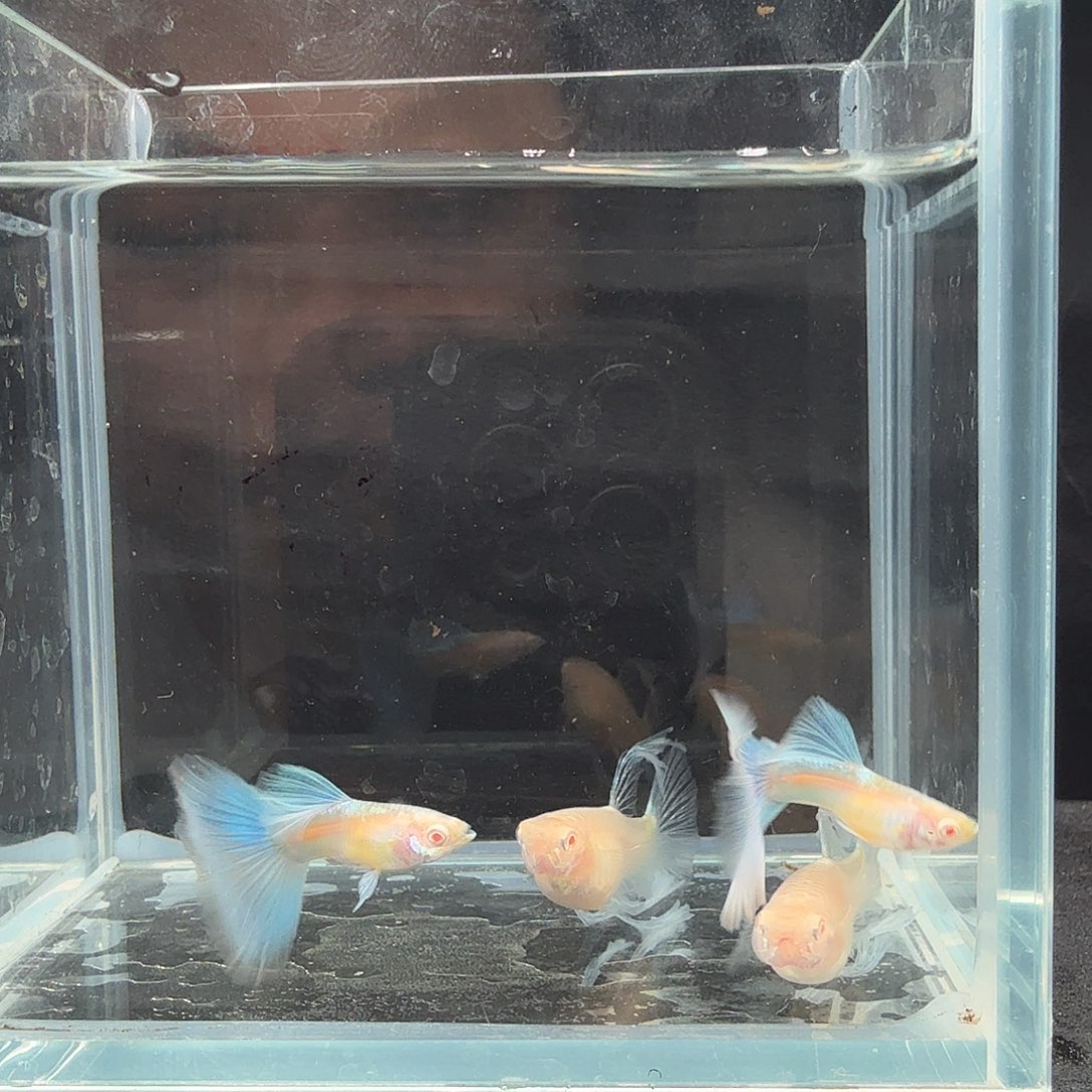 孔雀鱼蓝白飞船两对绒球