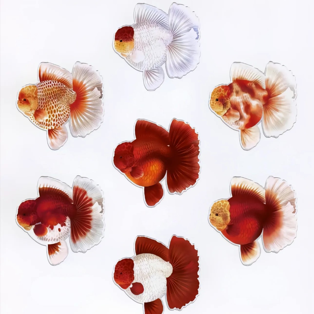 东北胡氏金鱼泰狮鱼观赏鱼