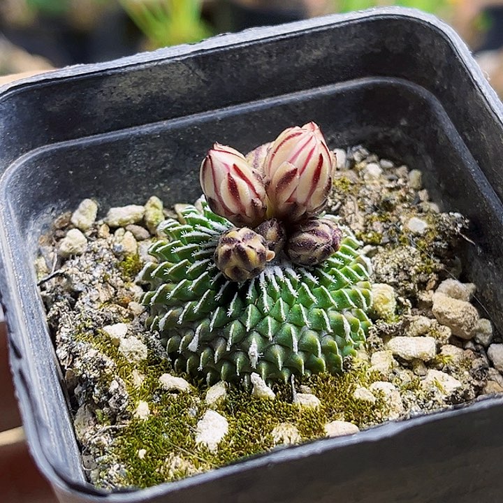 刺缀精巧殿自根一颗3.1公分