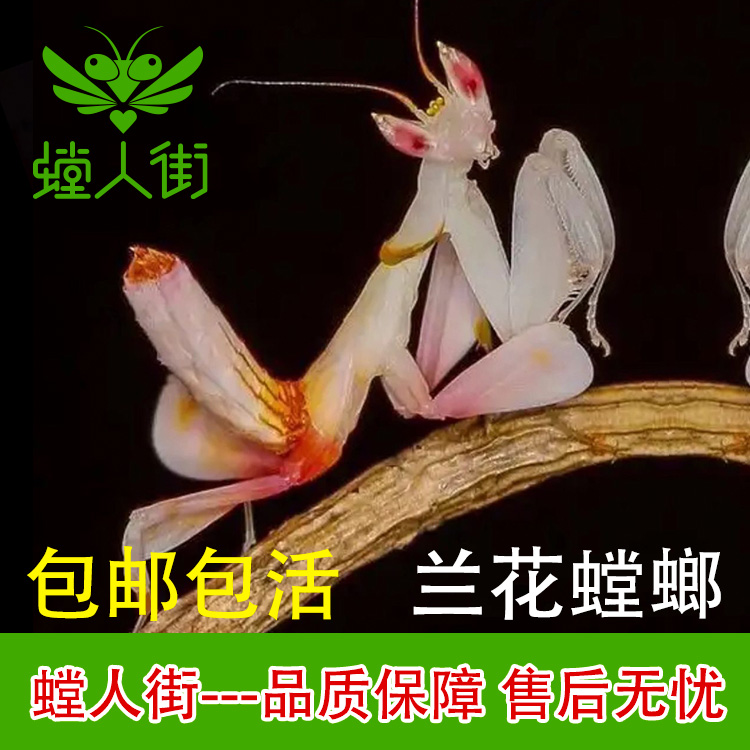 【新奇宠物】螳人街版纳兰花螳螂桌面宠物指尖昆虫活体螳螂