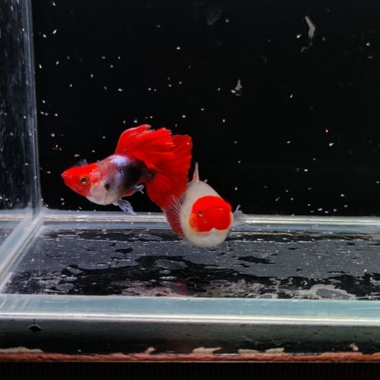 孔雀鱼深海蓝贵族一对