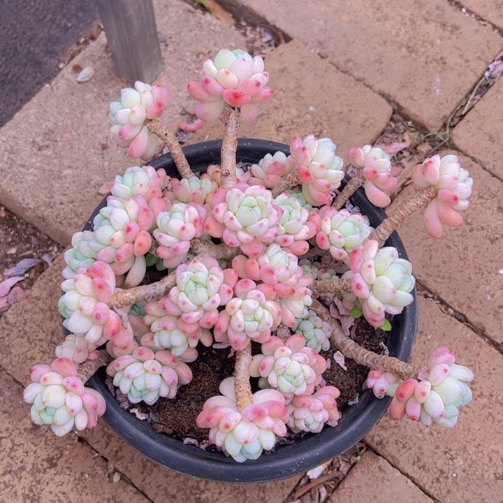 健健康康平平安安